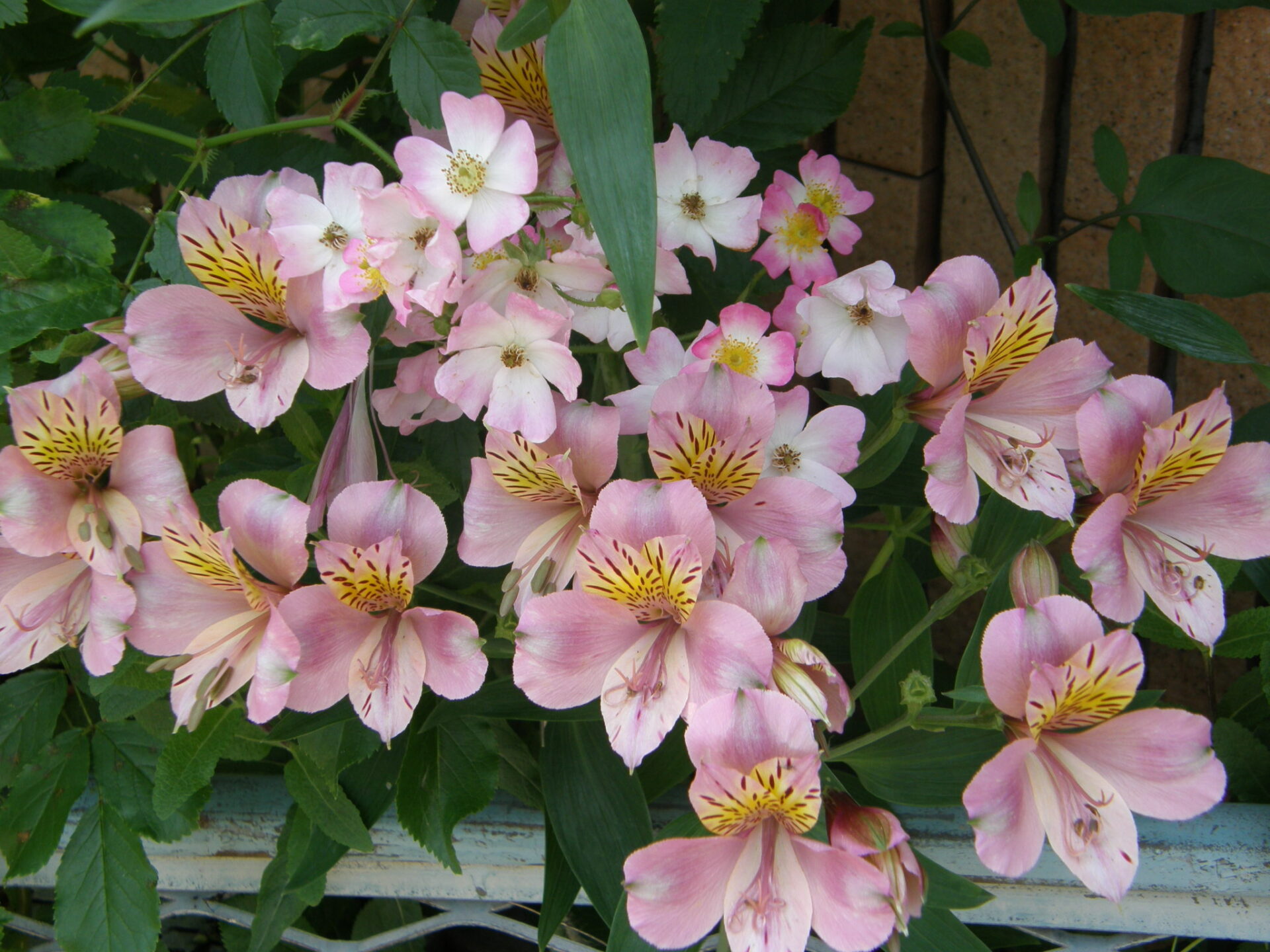 Alstroemeria