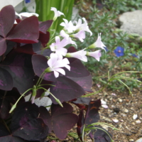 Oxalis triangularis