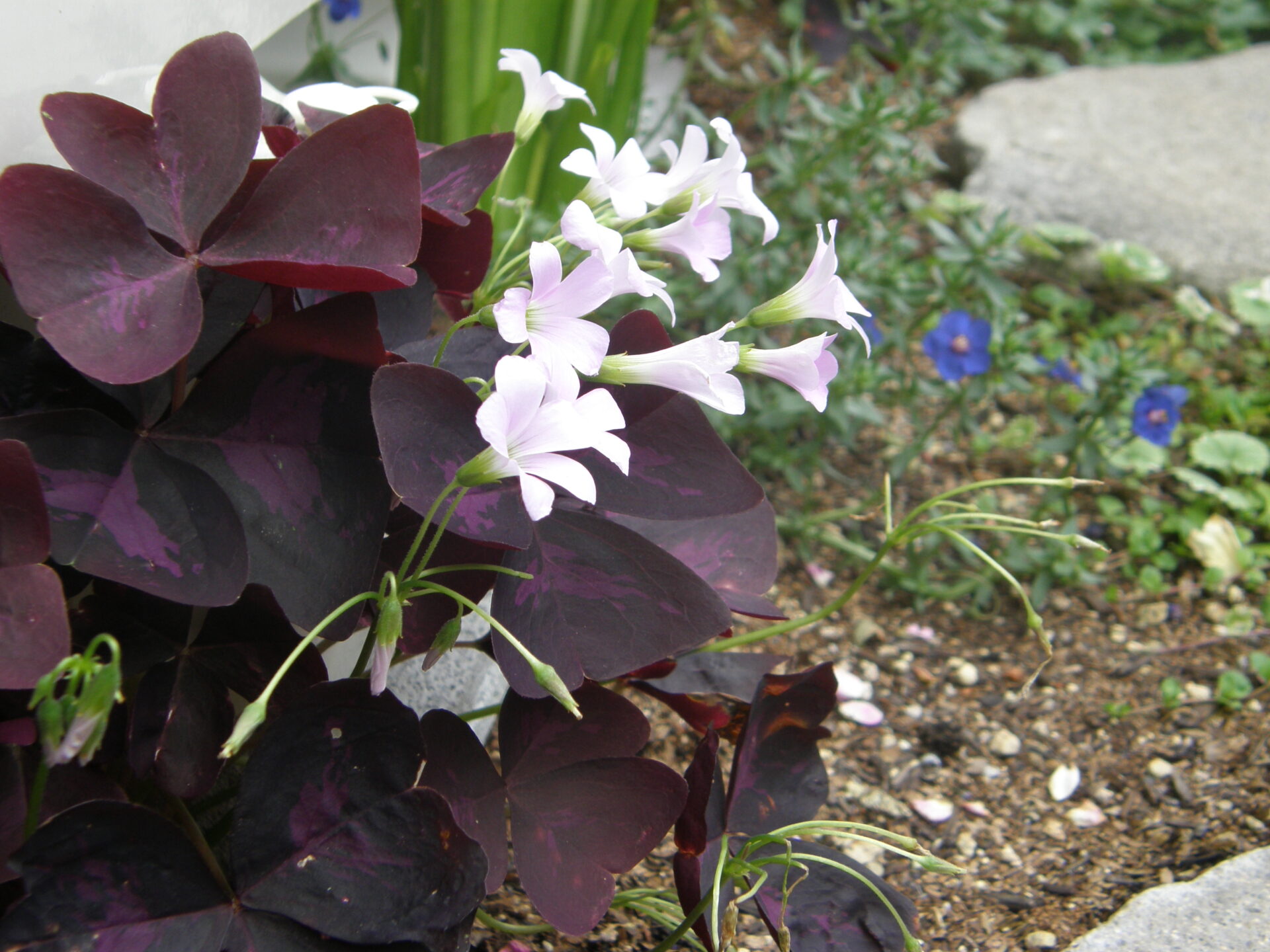 Oxalis triangularis