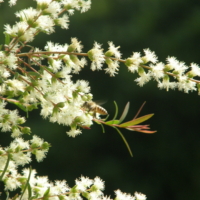 snow_in_summer