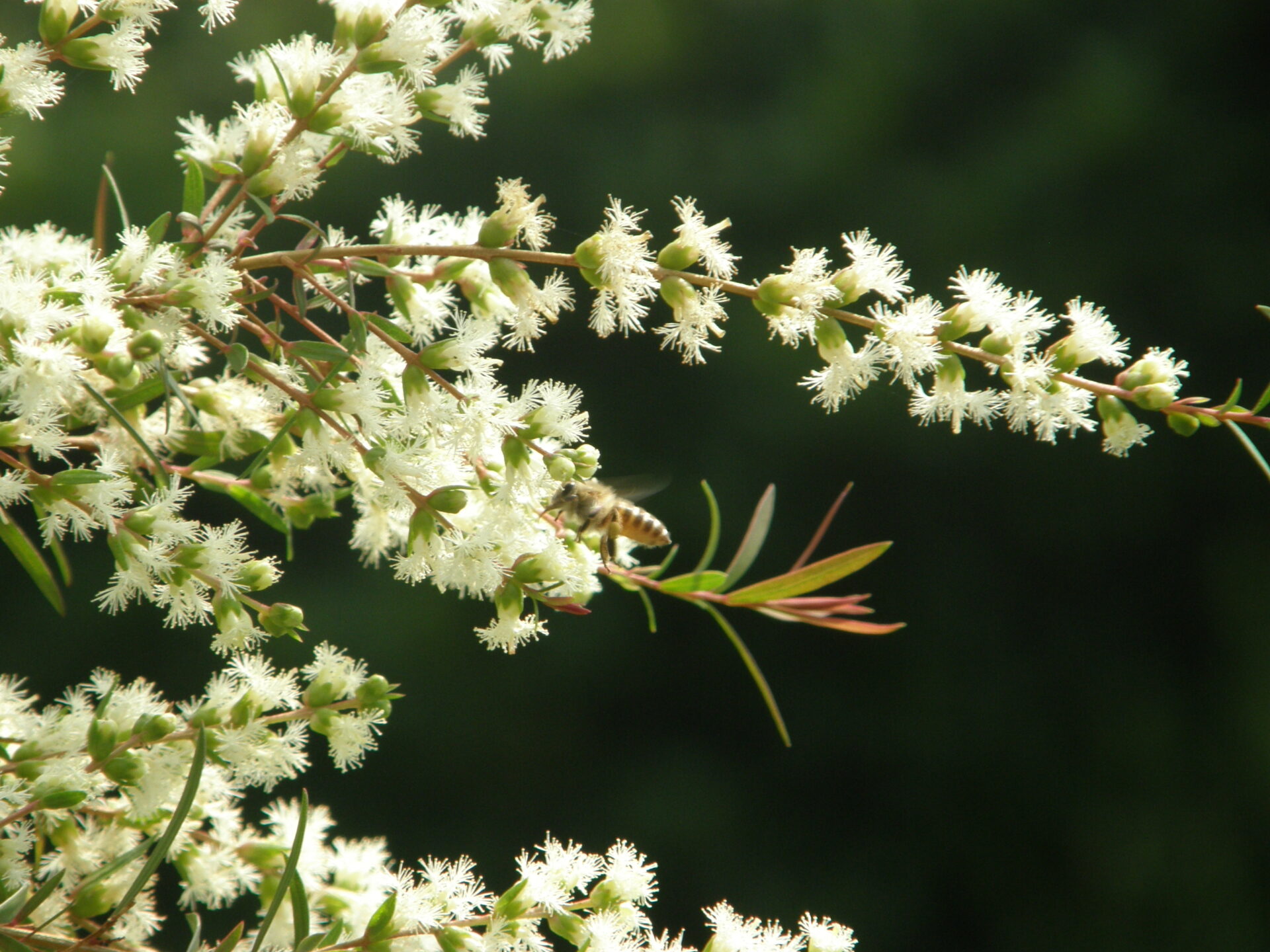 snow_in_summer