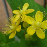 Hypericum