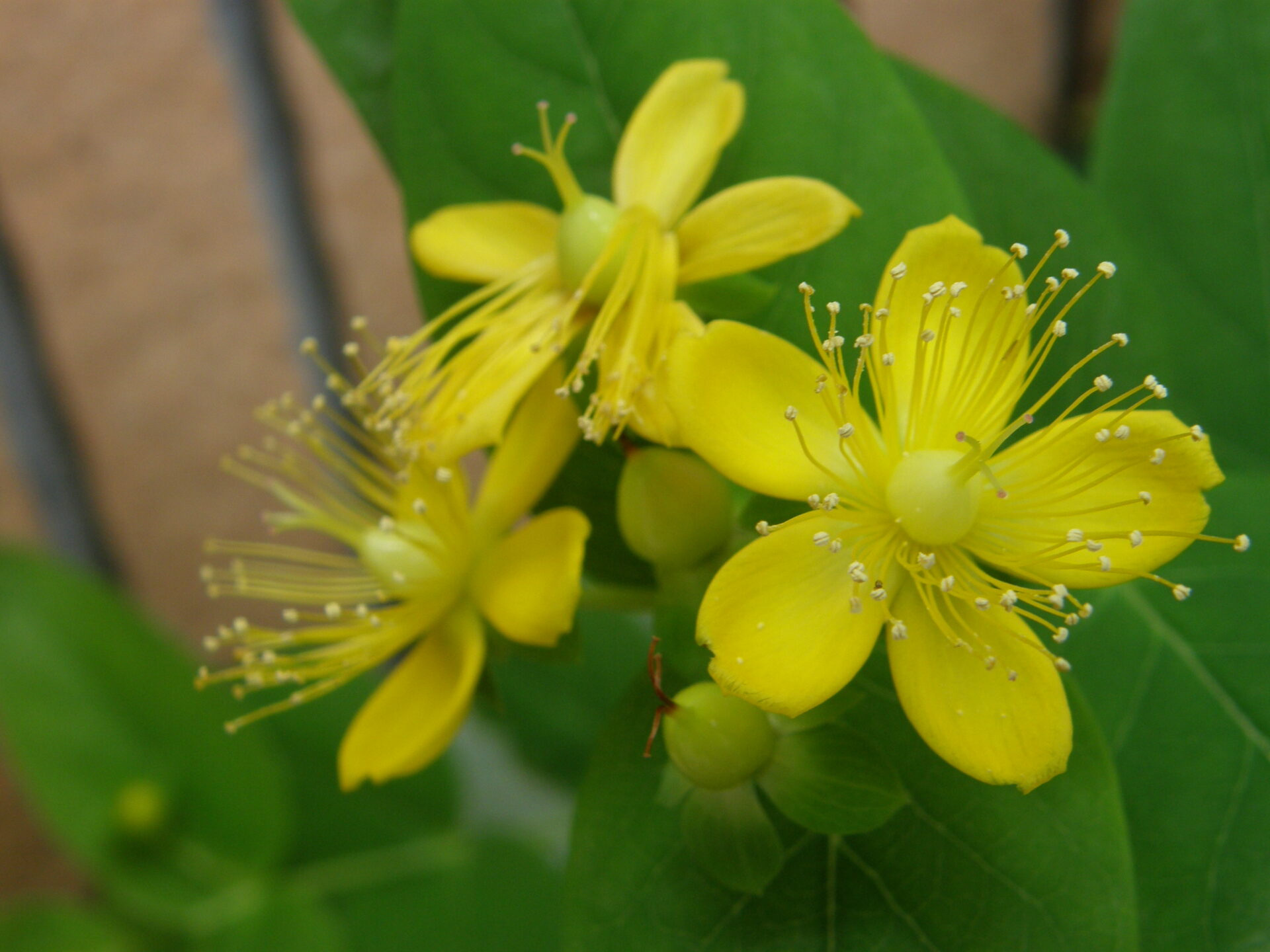 Hypericum