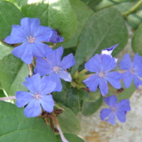 Ceratostigma griffithii