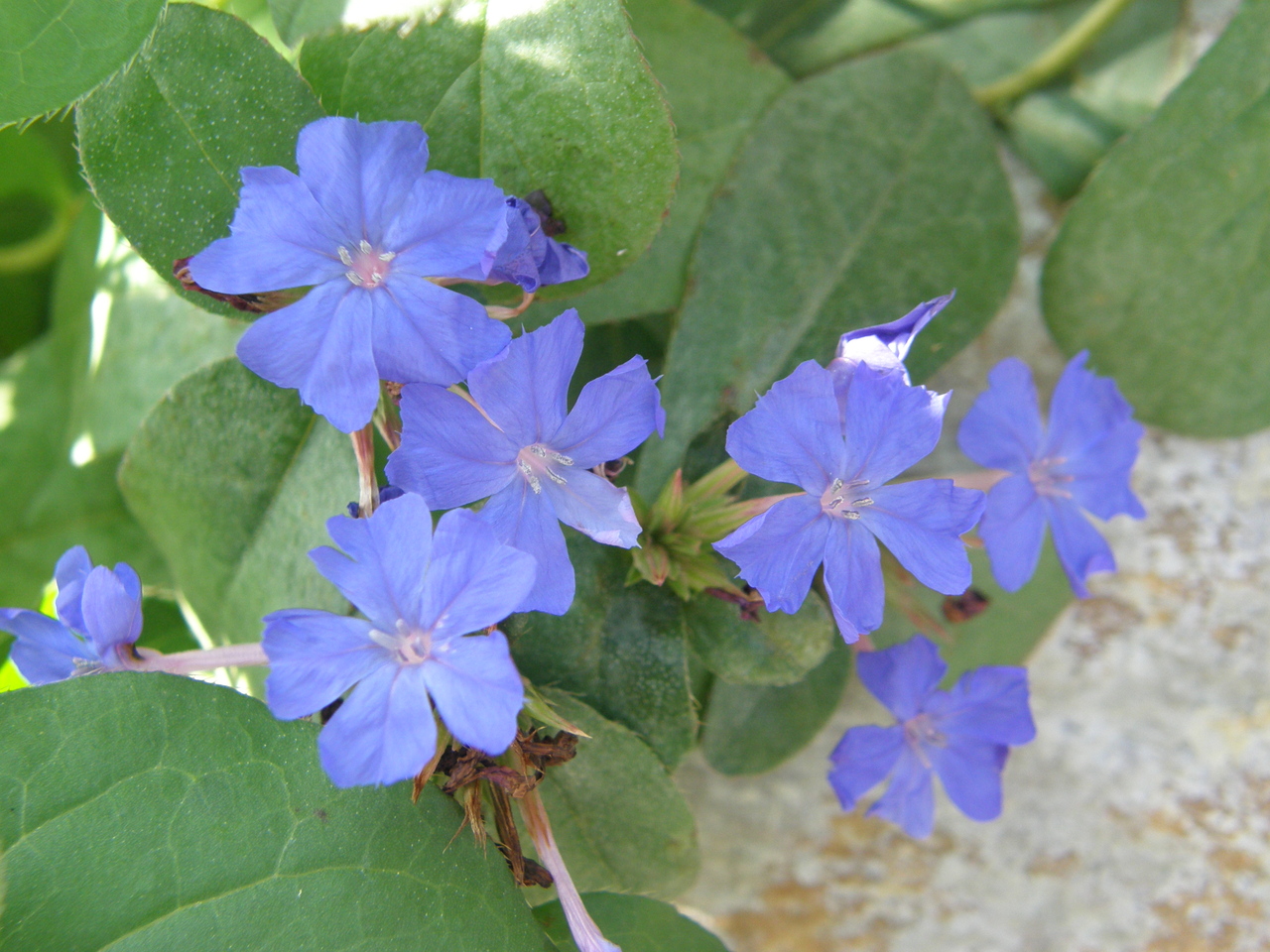 Ceratostigma griffithii