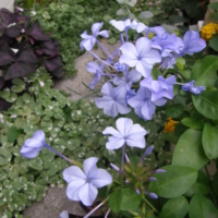 Plumbago auriculata