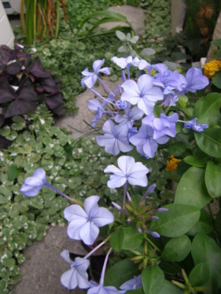 Plumbago auriculata