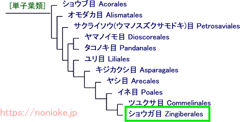 zingiberales