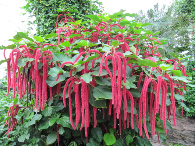 Acalypha hispida