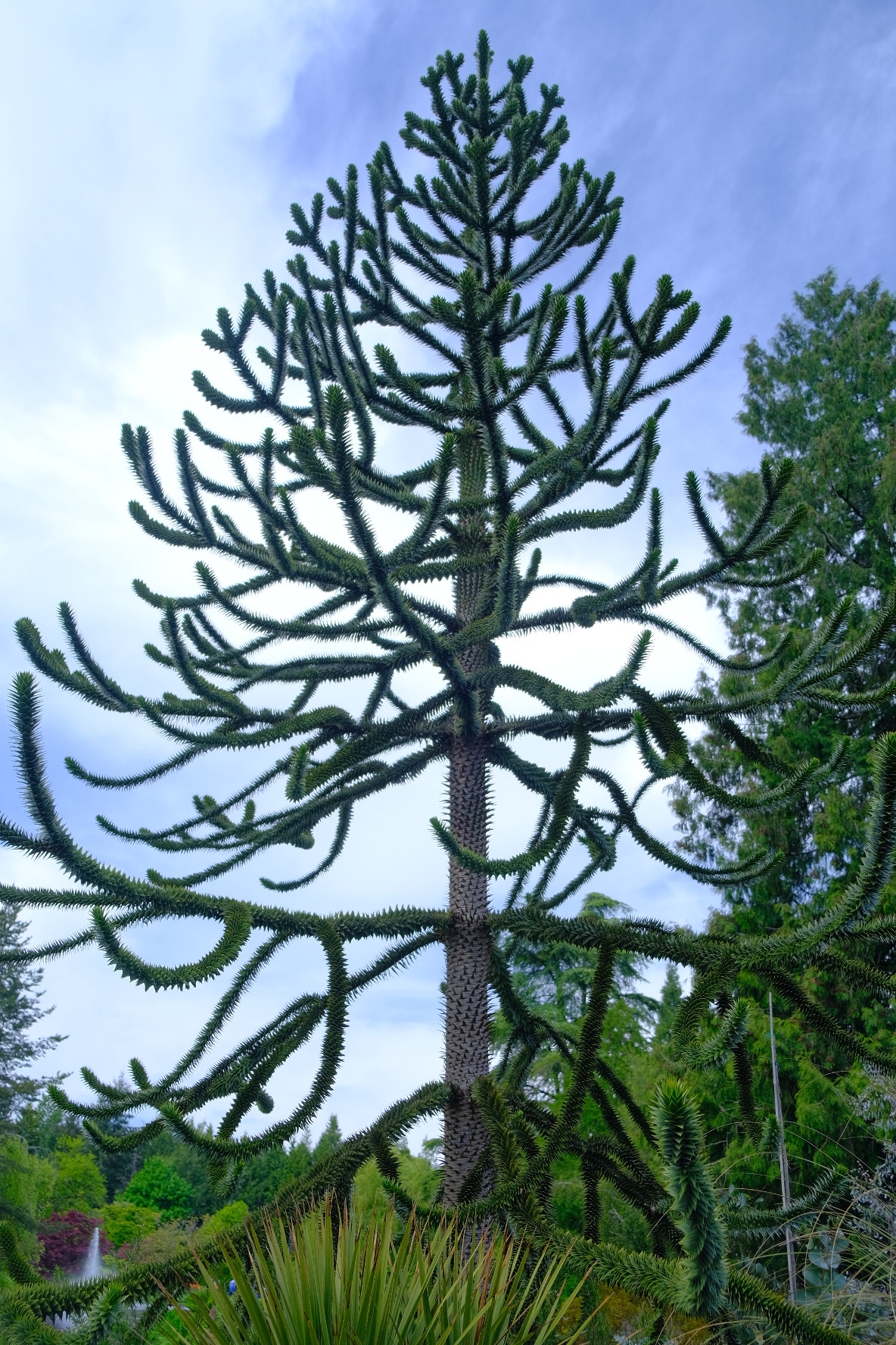 Araucaria