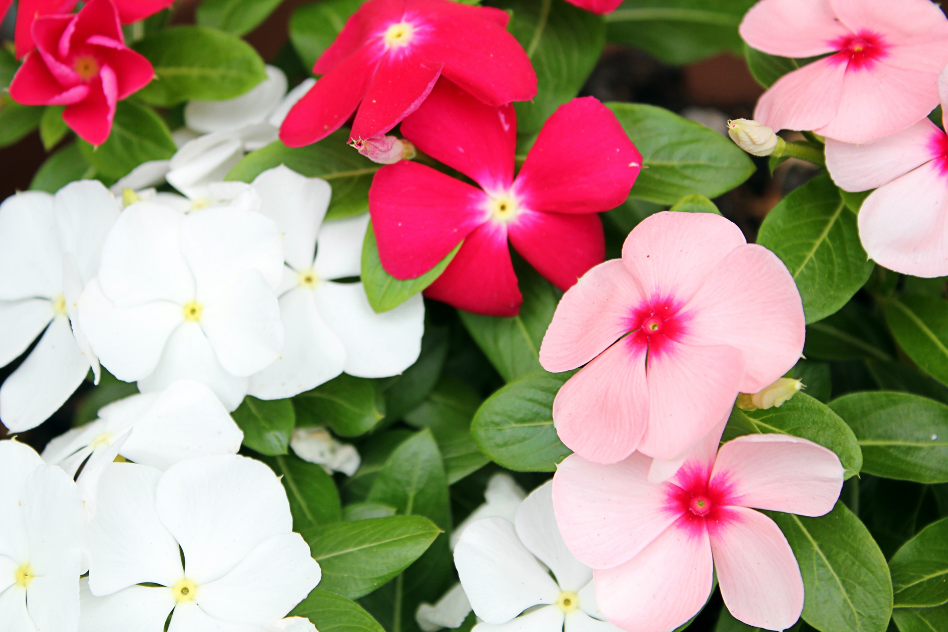 Catharanthus roseus