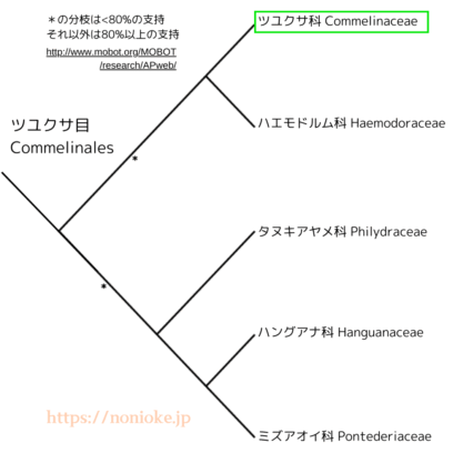 Commelinaceae