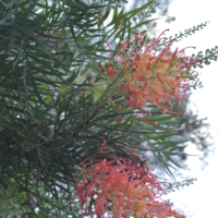 Grevillea 'Coconut Ice'