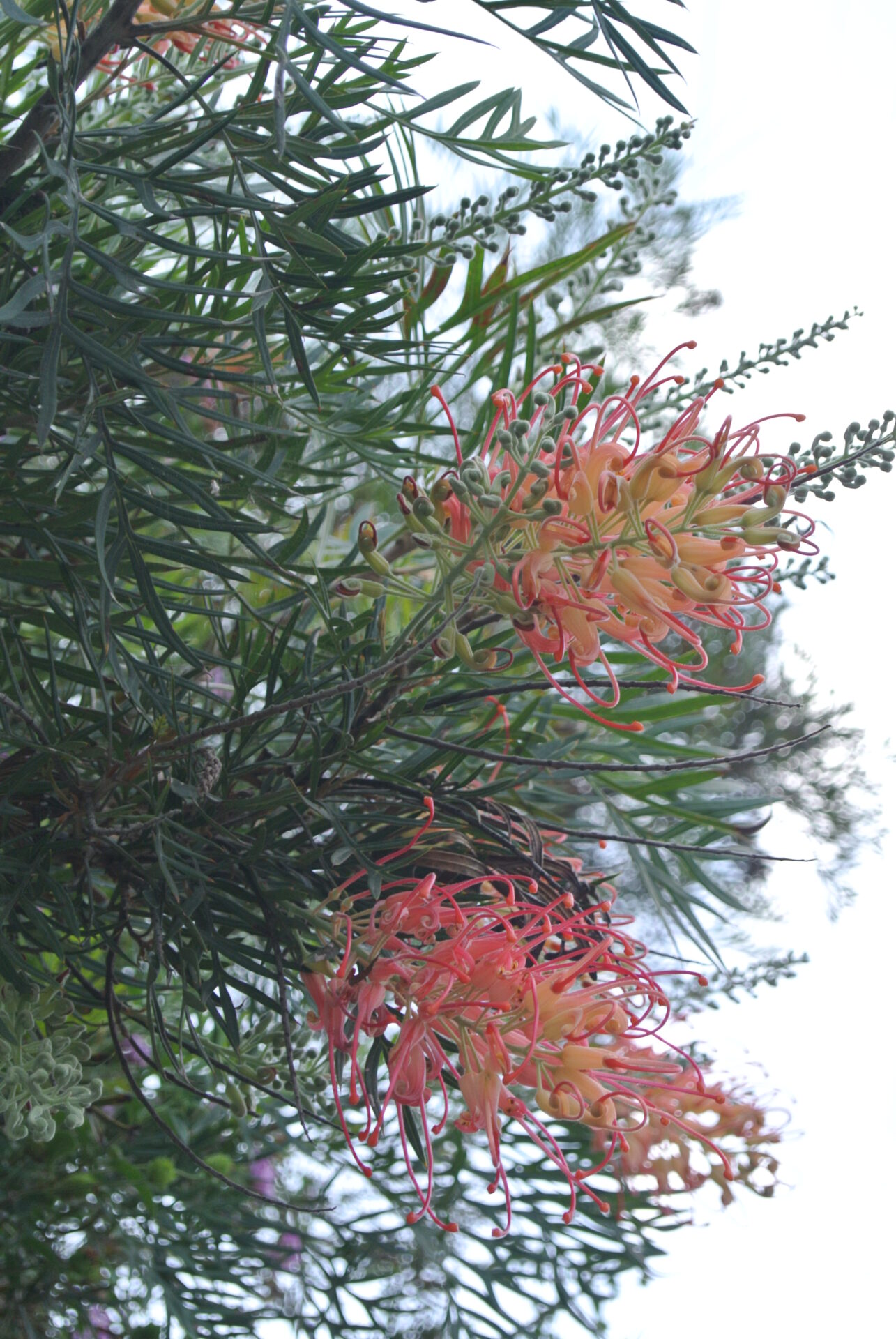 Grevillea 'Coconut Ice'