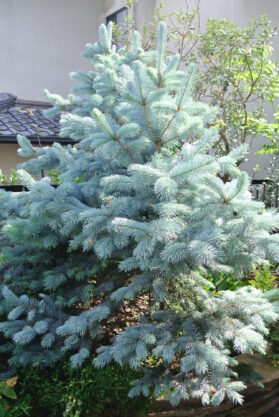 picea pungens hoopsi