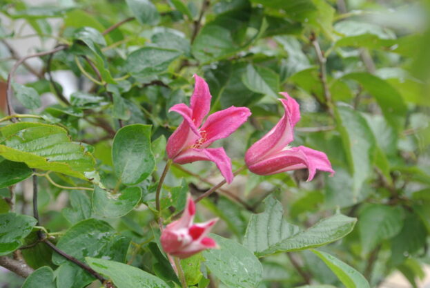 Clematis ‘Princess Diana’