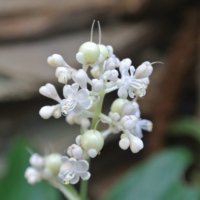 Pollia japonica