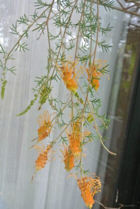 grevillea_tenuiloba