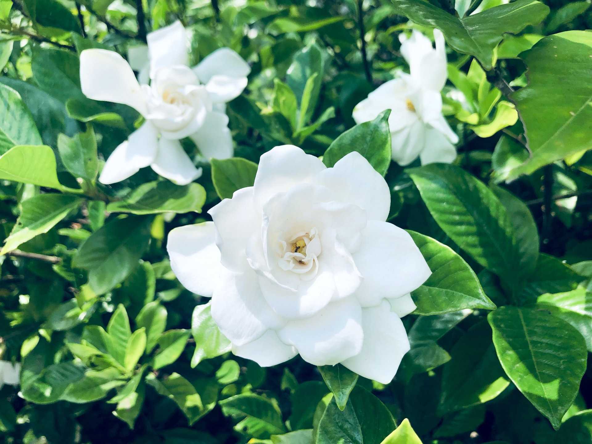 Gardenia jasminoides