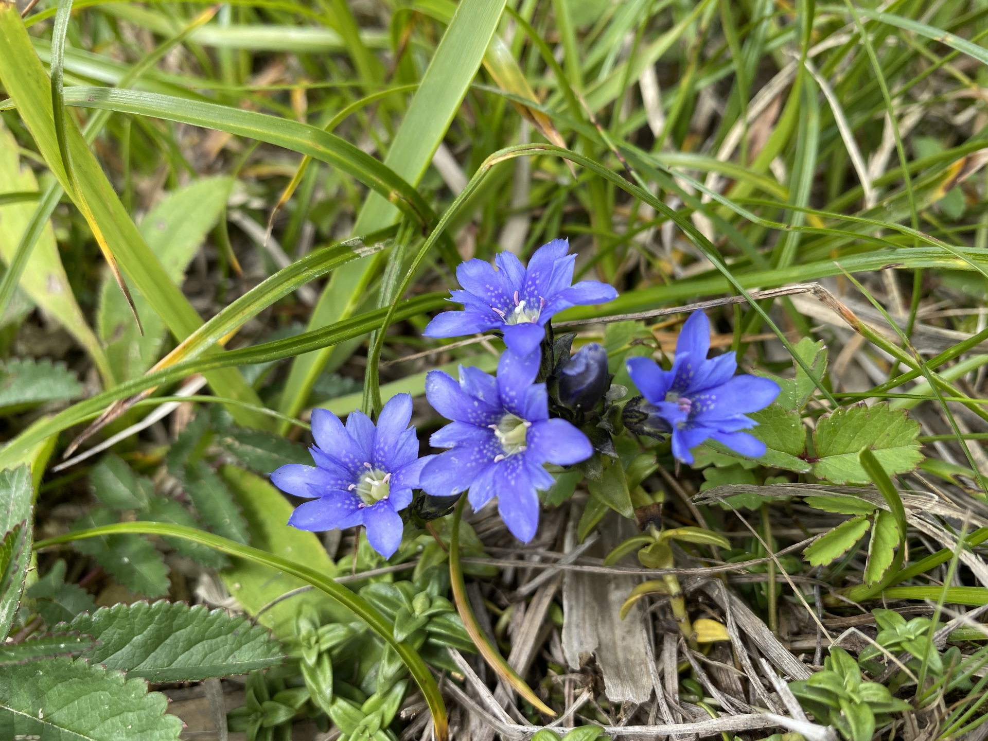 Gentiana alpina