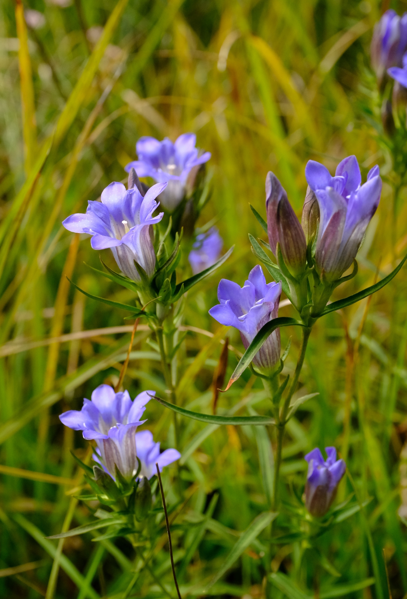 Gentiana angustifolia