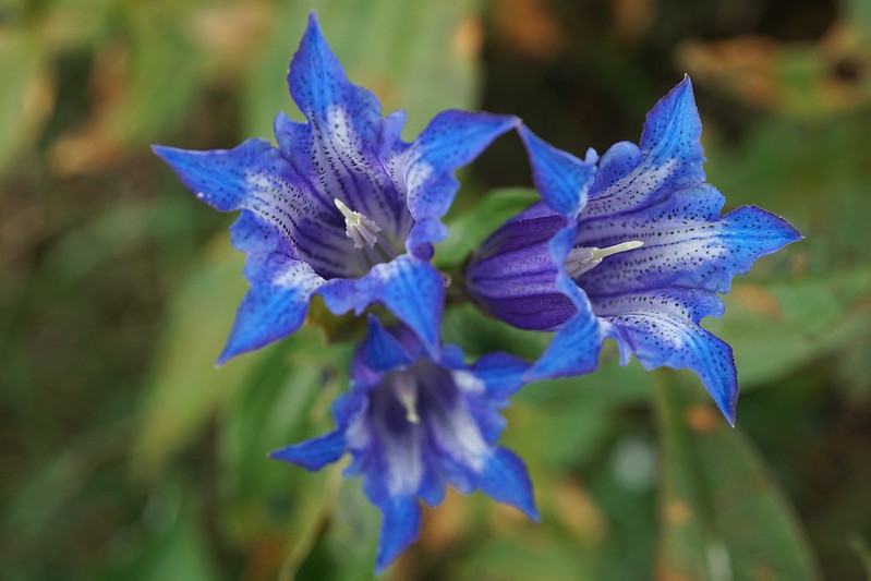 Gentiana asclepiadea