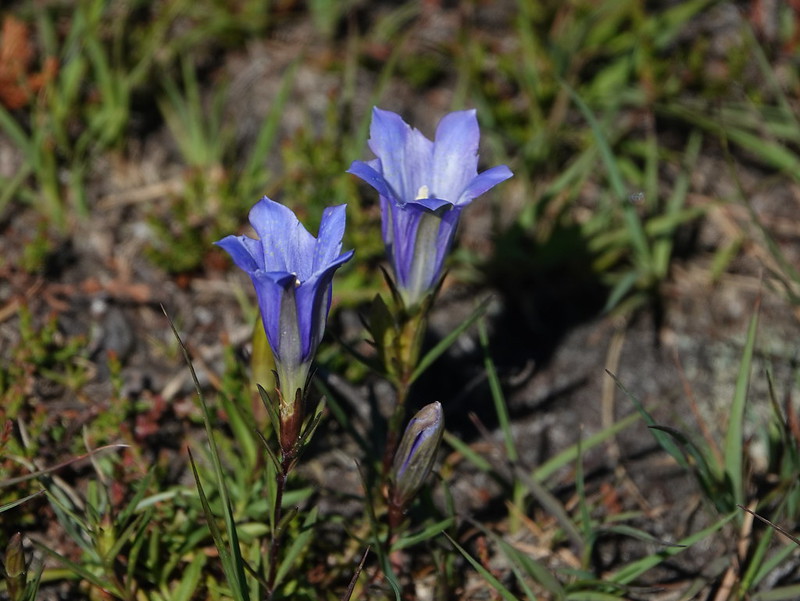 Gentiana pneumonanthe