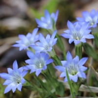 Gentiana_thunbergii