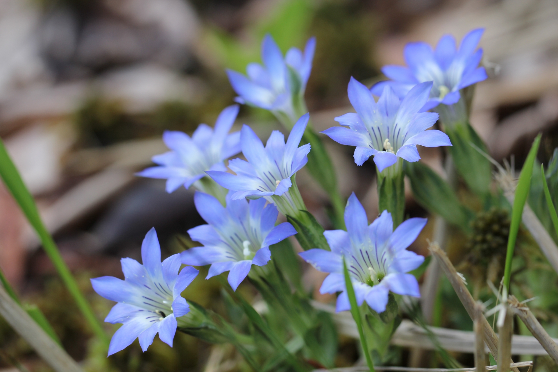 Gentiana_thunbergii