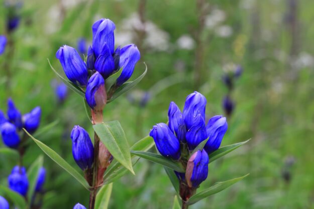 Gentiana triflora