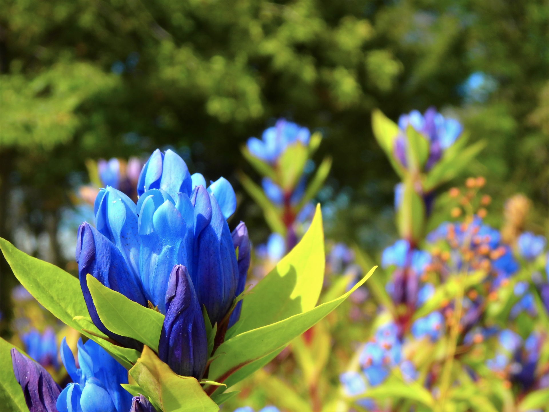 Gentiana_triflora