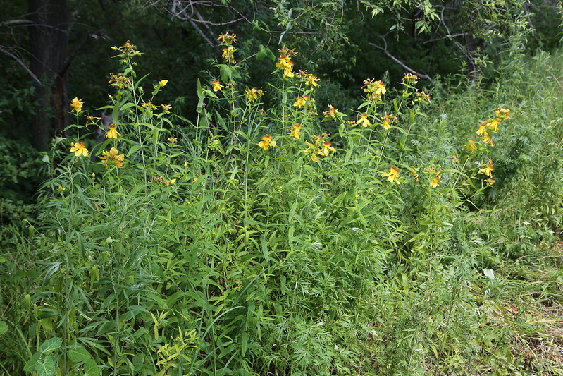 Hypericum ascyron