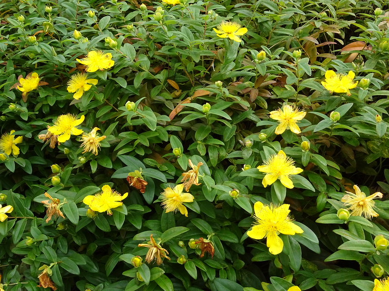 Hypericum calycinum