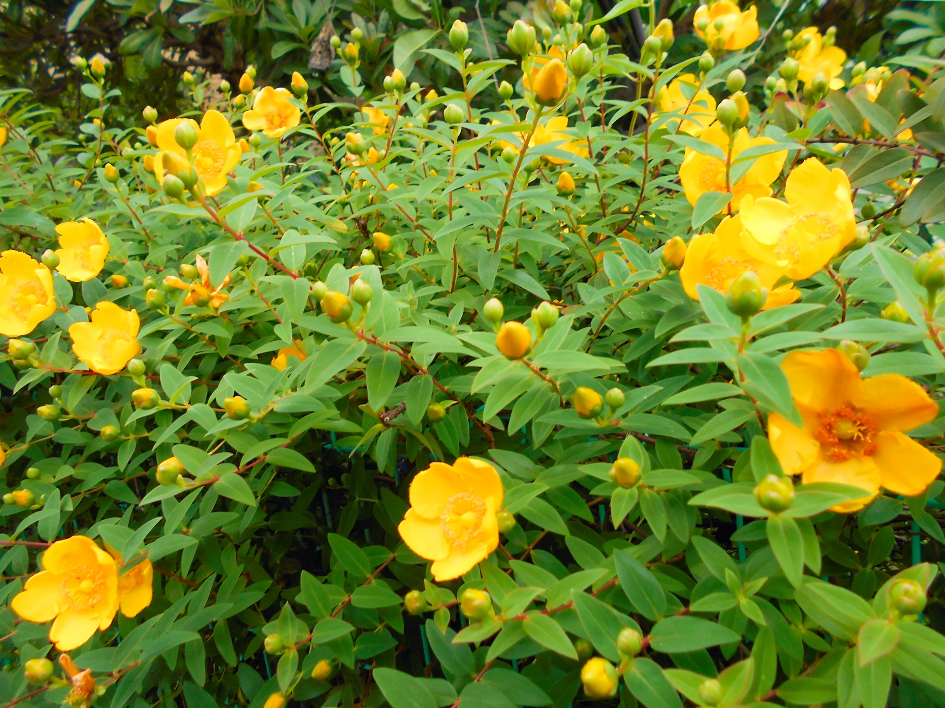 Hypericum patulum