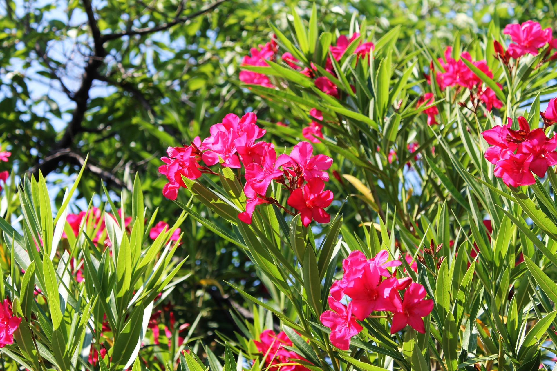 Nerium oleander