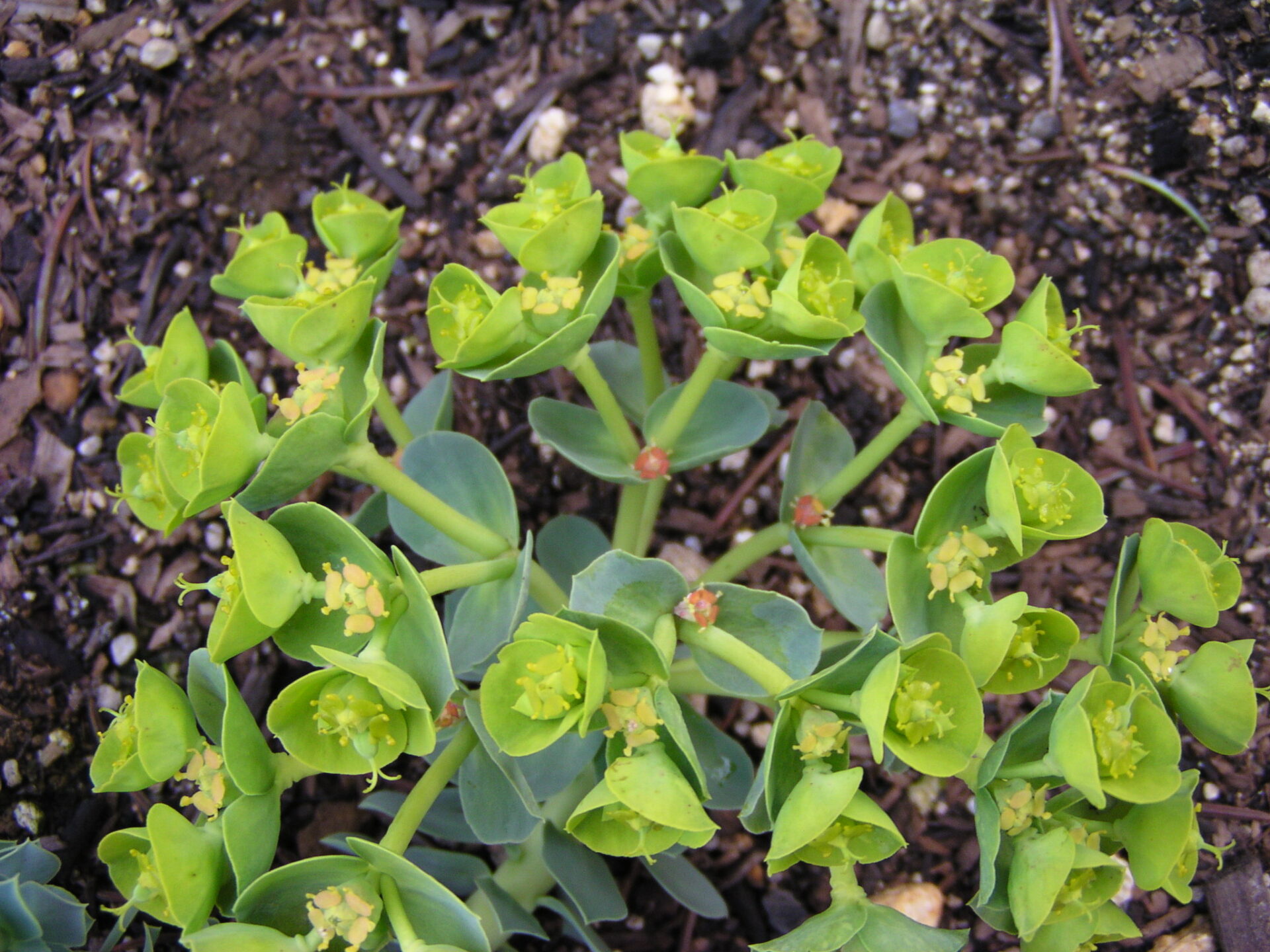 Euphorbia