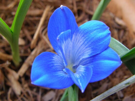 Tecophilaea cyanocrocus