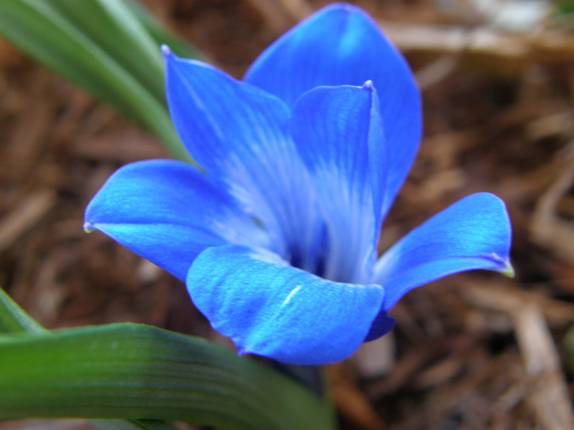 Tecophilaea cyanocrocus (テコフィレア・シアノクロカス)