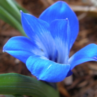 Tecophilaea cyanocrocus