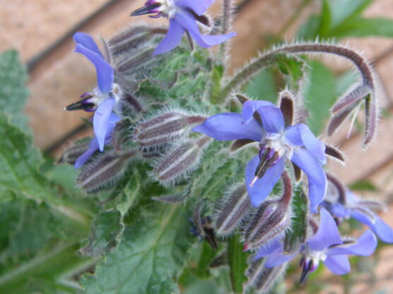 borage