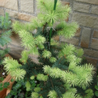 Picea glauca 'Maigold'