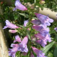 Penstemon heterophyllus