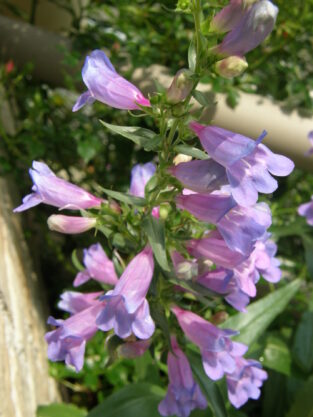 Penstemon heterophyllus