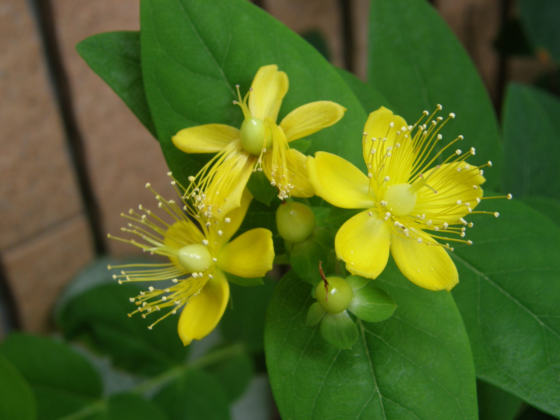 Hypericum perforatum