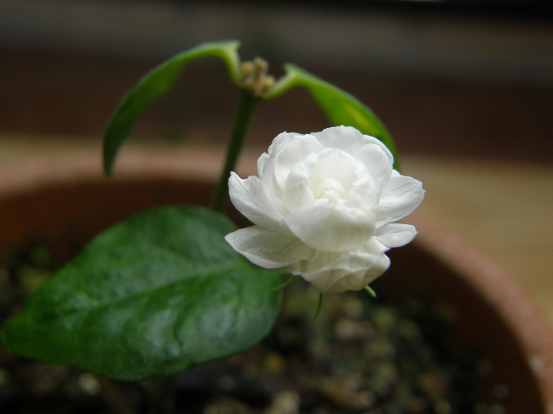 アラビアジャスミン (Jasminum sambac)