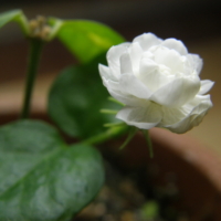 jasmin