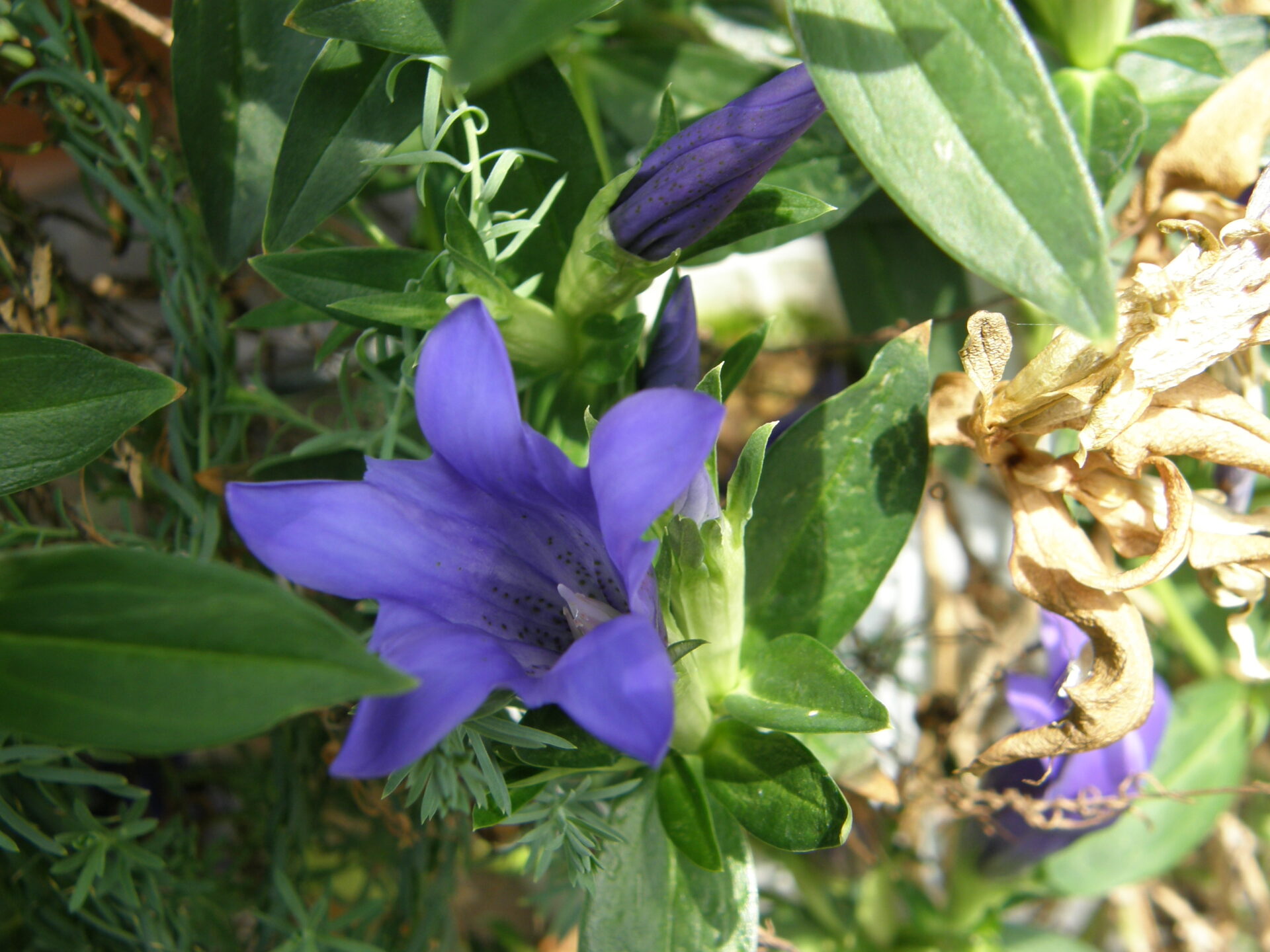 Gentiana