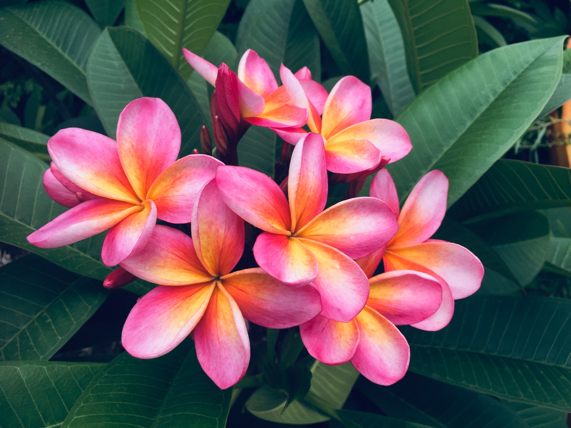 Plumeria rubra