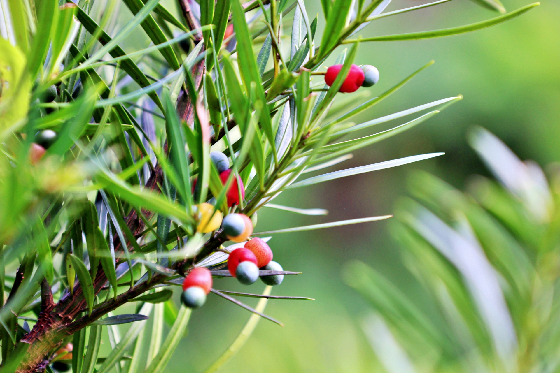 Podocarpus