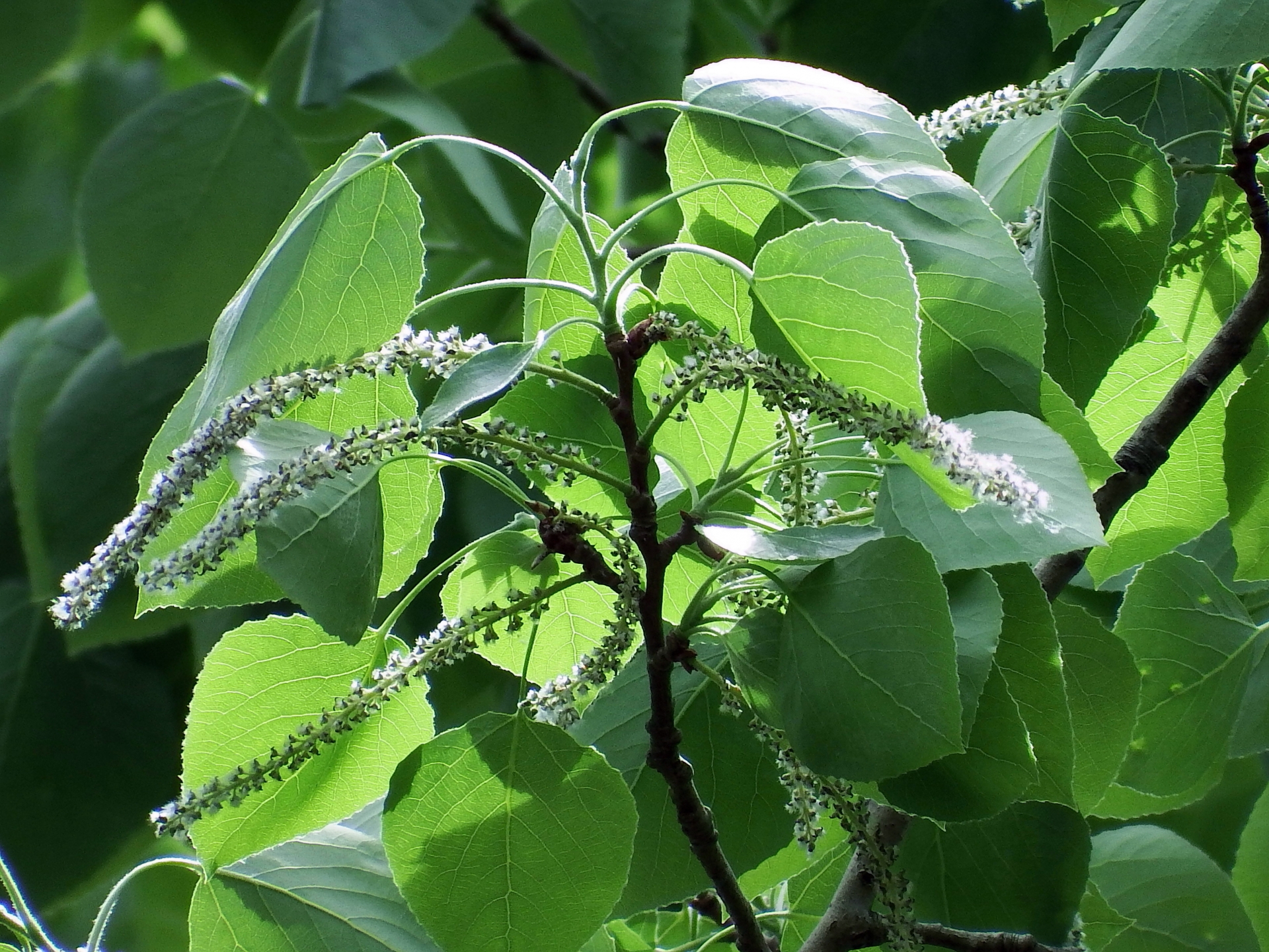 Populus sieboldii